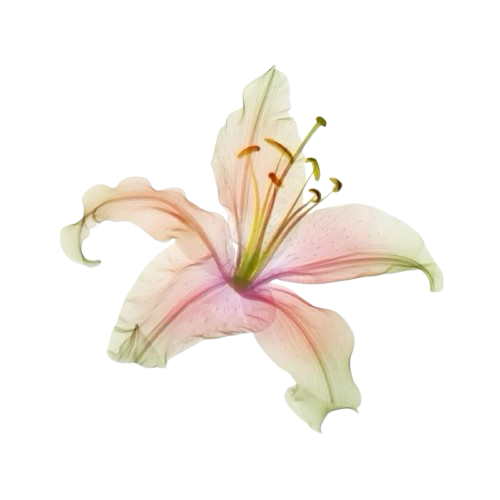 Decoration